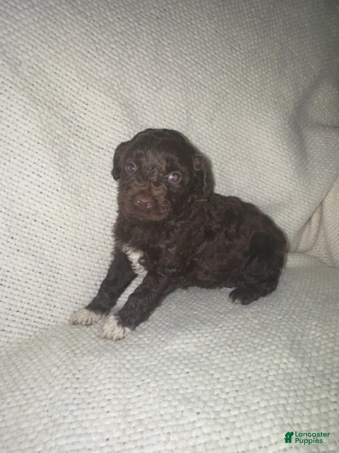 Mini Aussiedoodle dogs for sale: Mini Aussiedoodle Puppy 3 - Ad 1