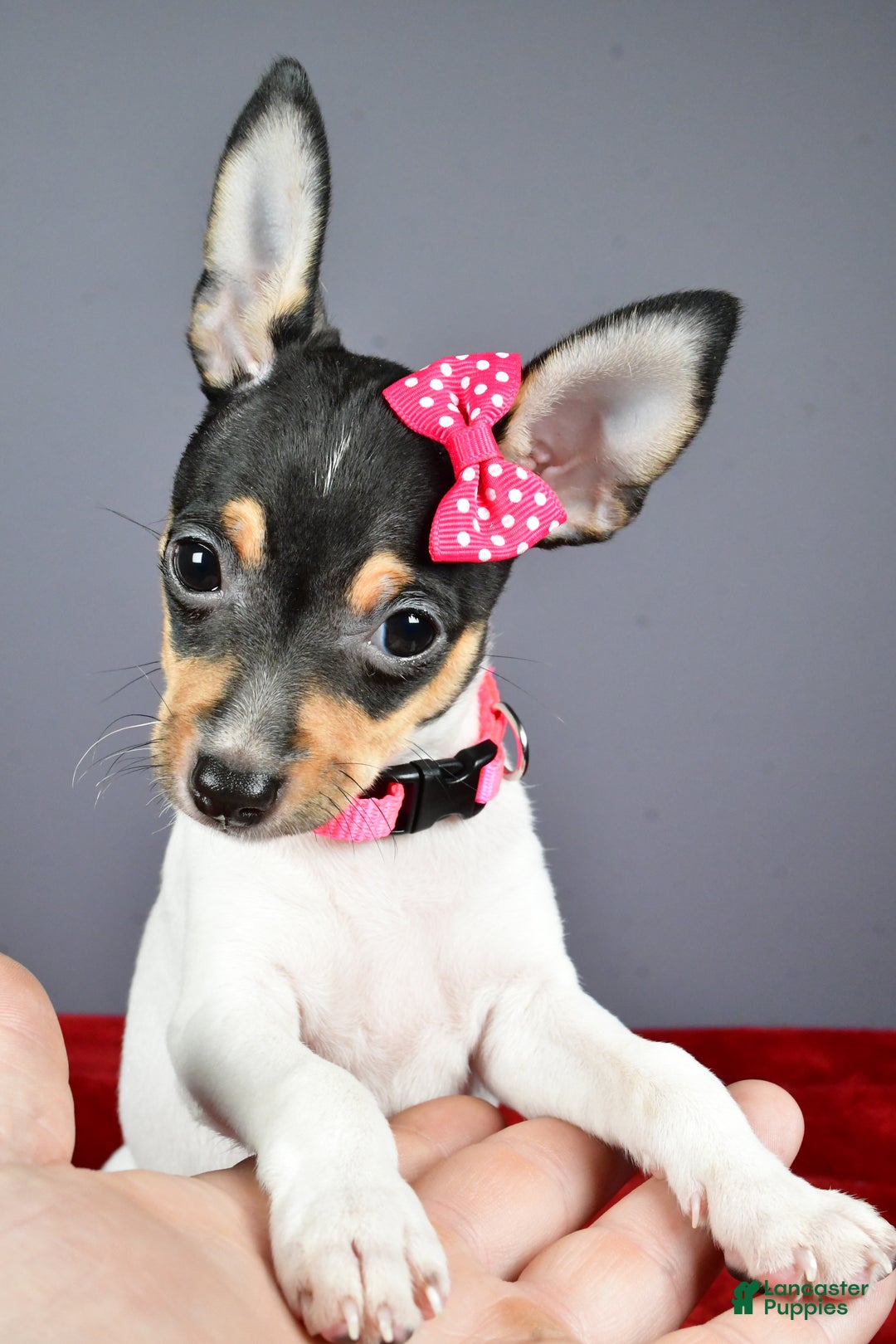 Toy Fox Terrier dogs for sale: Lexi - Ad 10