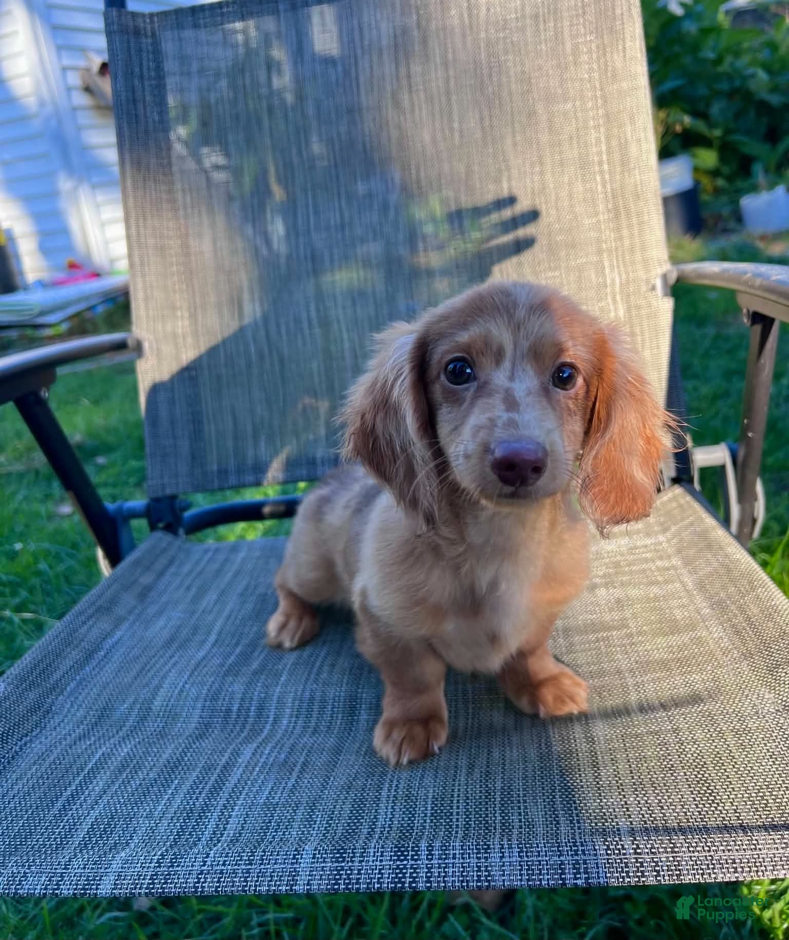 Dachshund dogs Salami - Ad 1