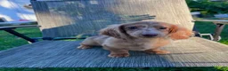 Dachshund dogs for sale: Salami - Ad 1
