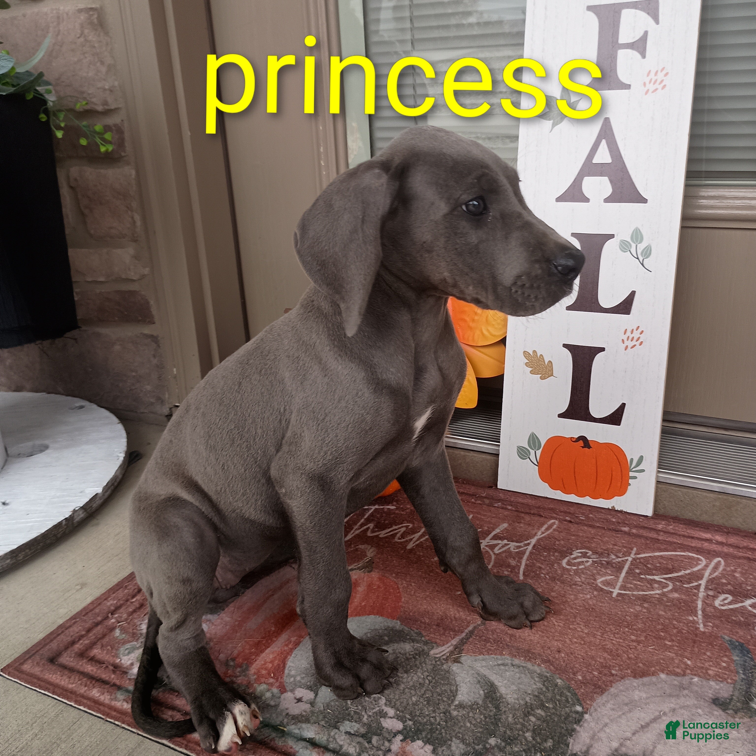 Great Dane dogs Princess - Ad 2