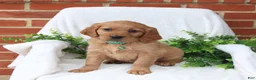 Miniature Golden Retriever dogs for sale: Julia - Ad 3