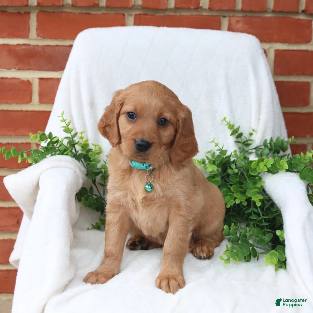 Miniature Golden Retriever dogs for sale: Julia - Ad 3