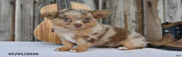 Chihuahua dogs for sale: Taco - Ad 2