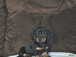 Miniature Dachshund dogs - Ad 39