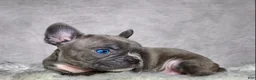 Frenchton dogs for sale: Mr. Kirby - Ad 7