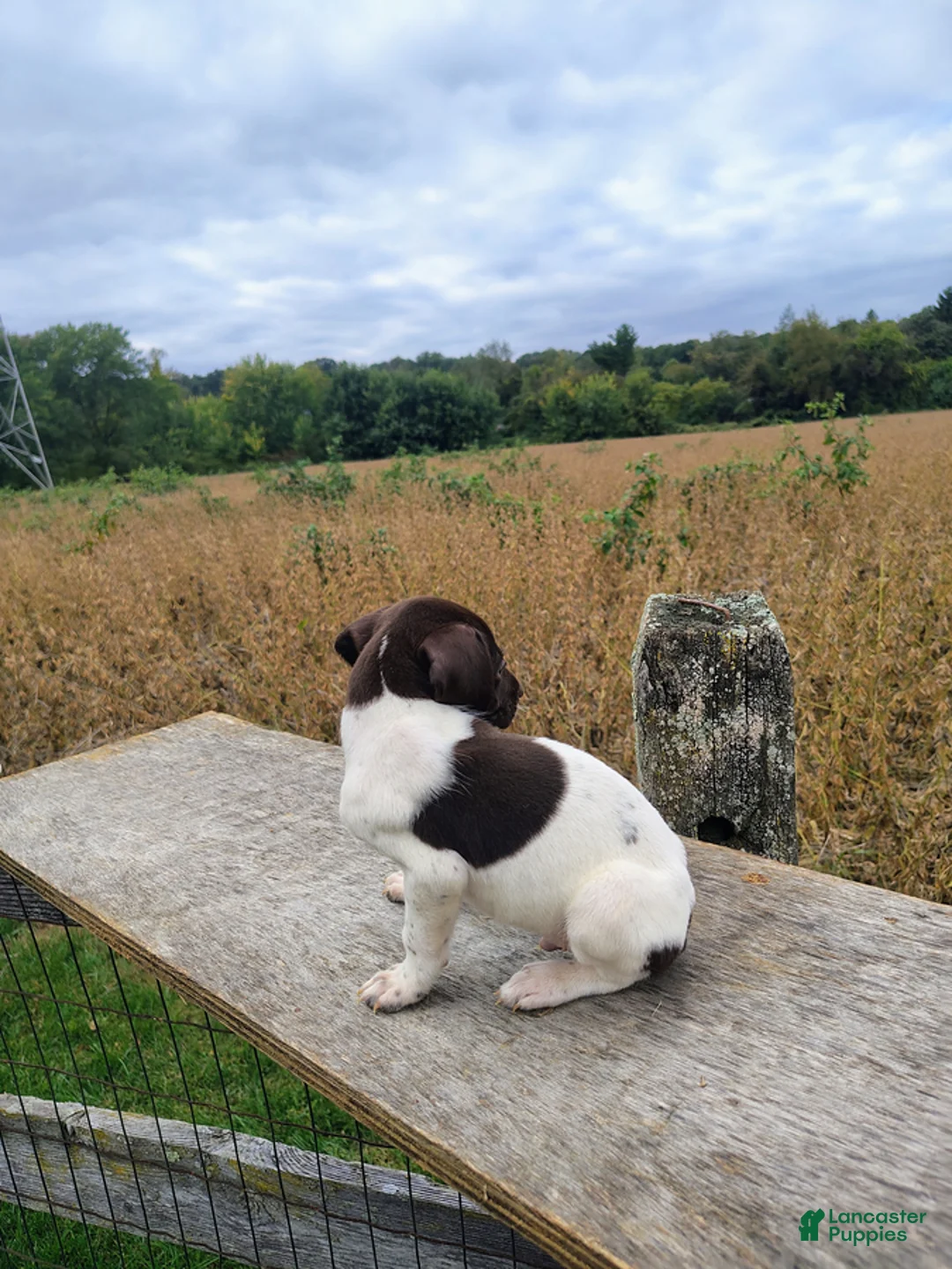 German Shorthaired Pointer dogs for sale: Remington - Ad 3