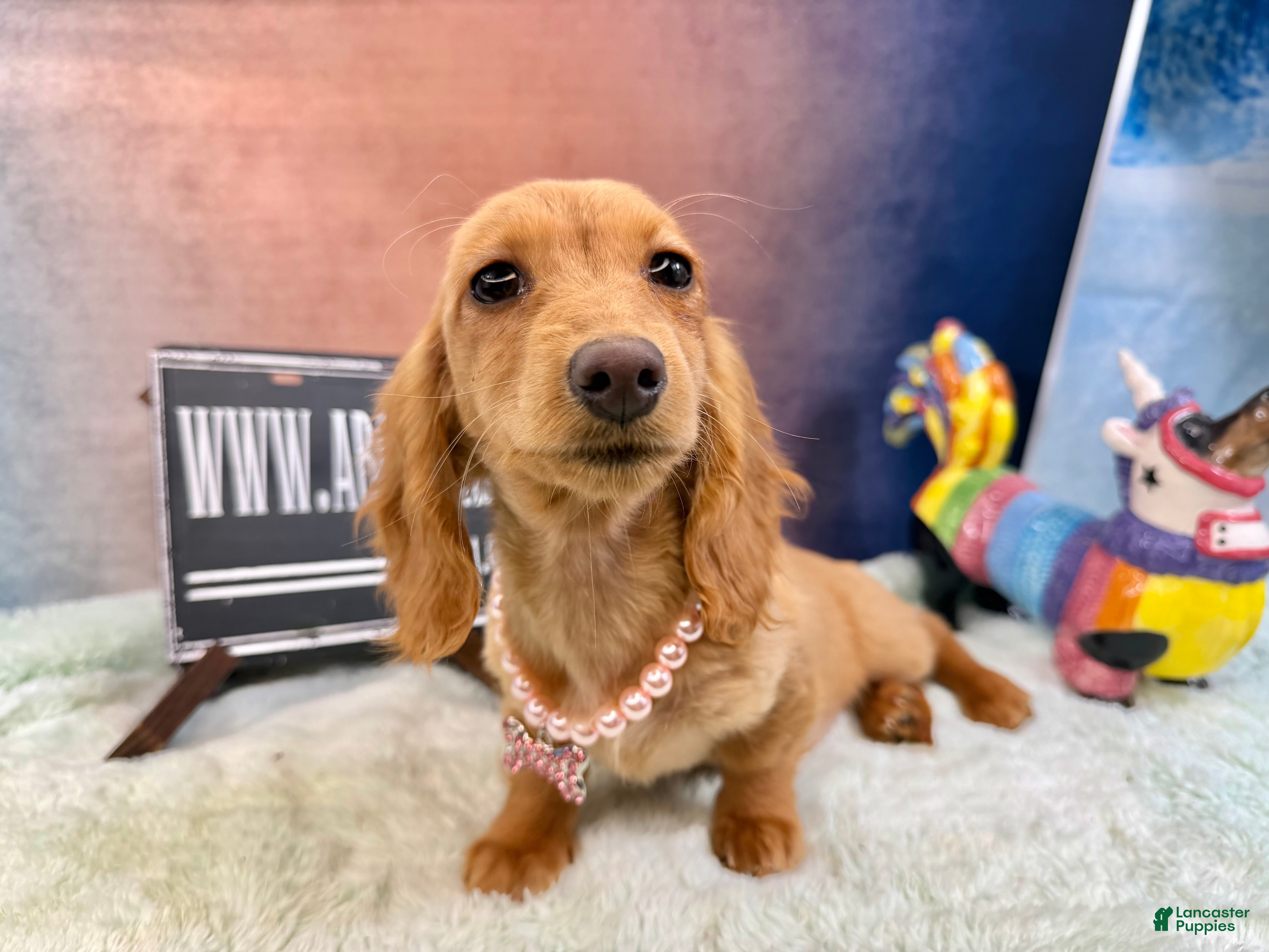 Miniature Dachshund dogs Russian red Triscuit larger - Ad 32