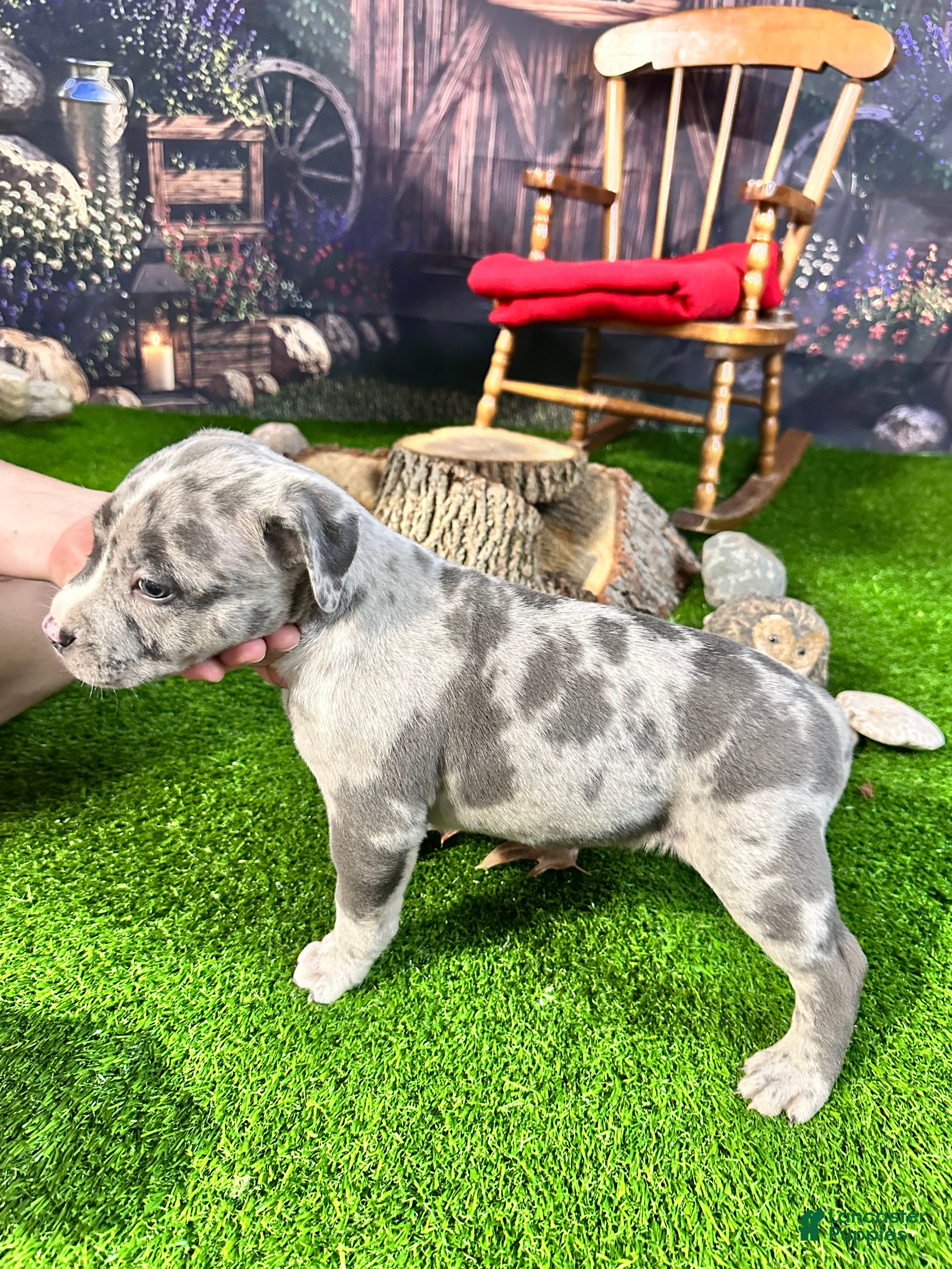 American Bully dogs American Bully 1 - Ad 2
