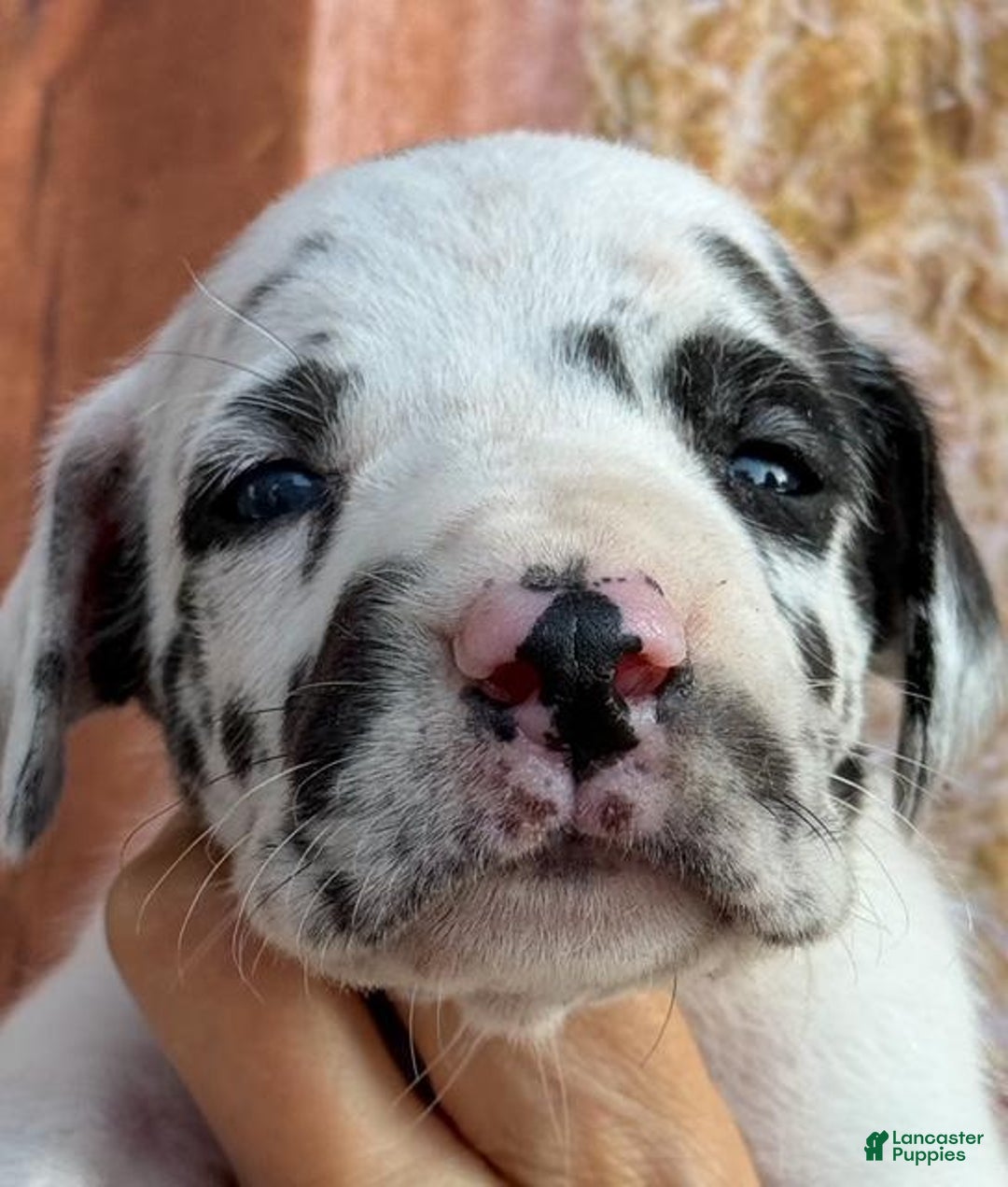 Black And White Great Dane With Blue Eyes Harlequin Great Dane Art Starry  Night Art Print Dog Picture By Aja