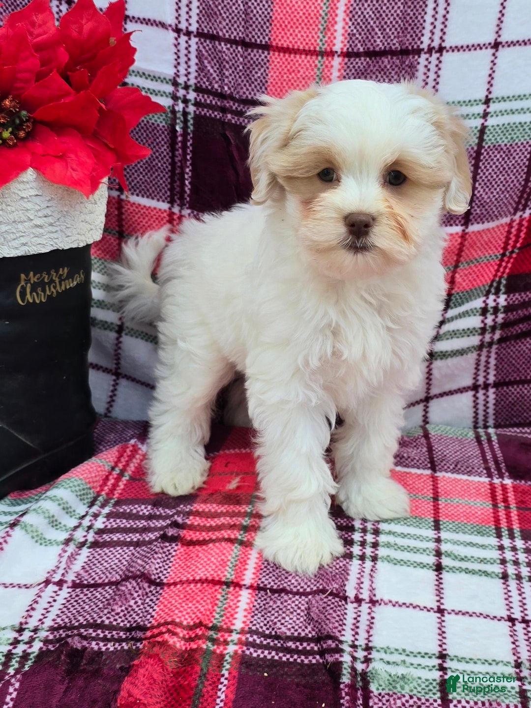 Mixed Breed dogs for sale: Creek - Ad 10