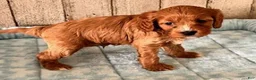 Cavapoo dogs for sale: Lincoln - Ad 6
