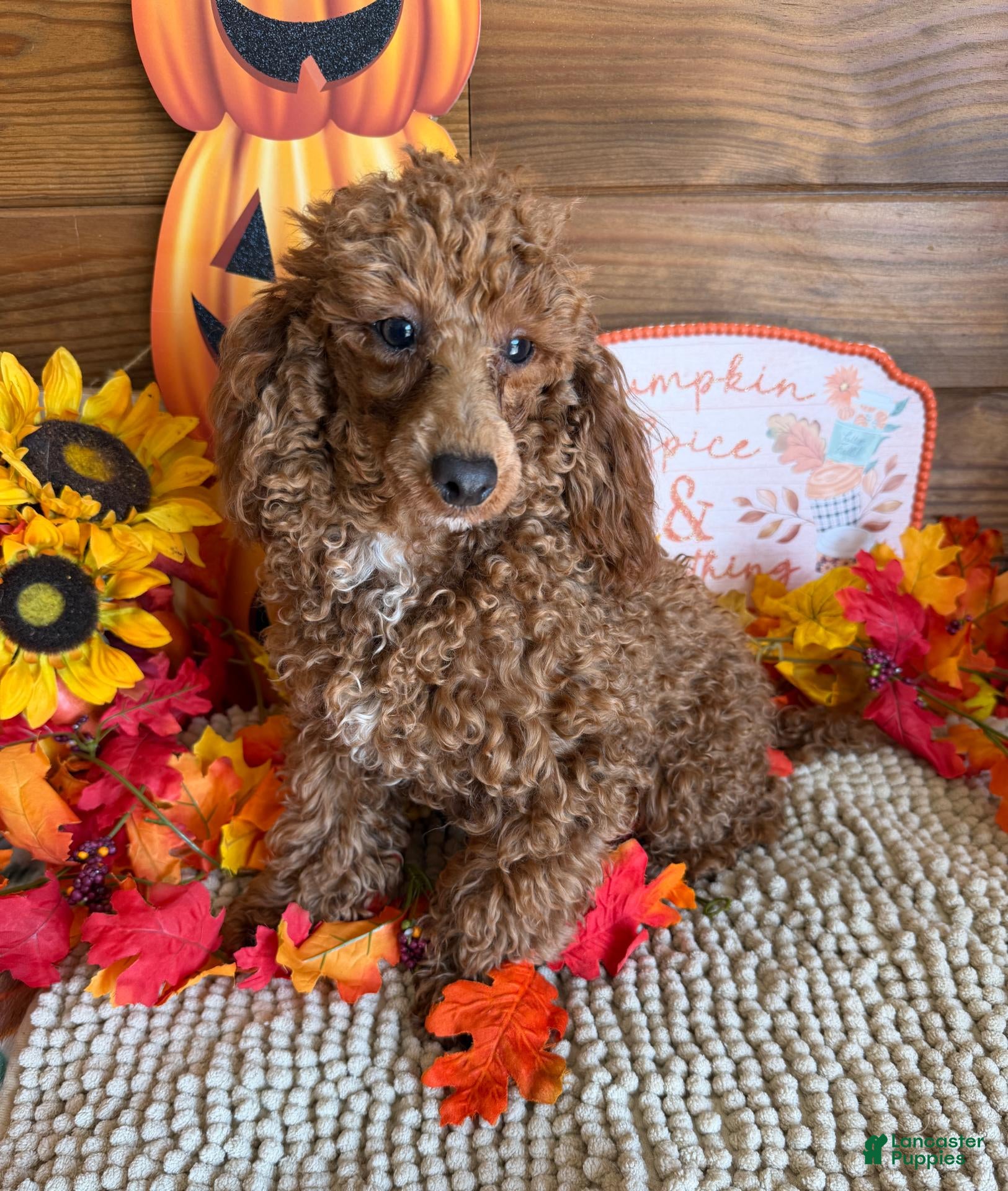 Toy Poodle dogs Finn - Ad 20