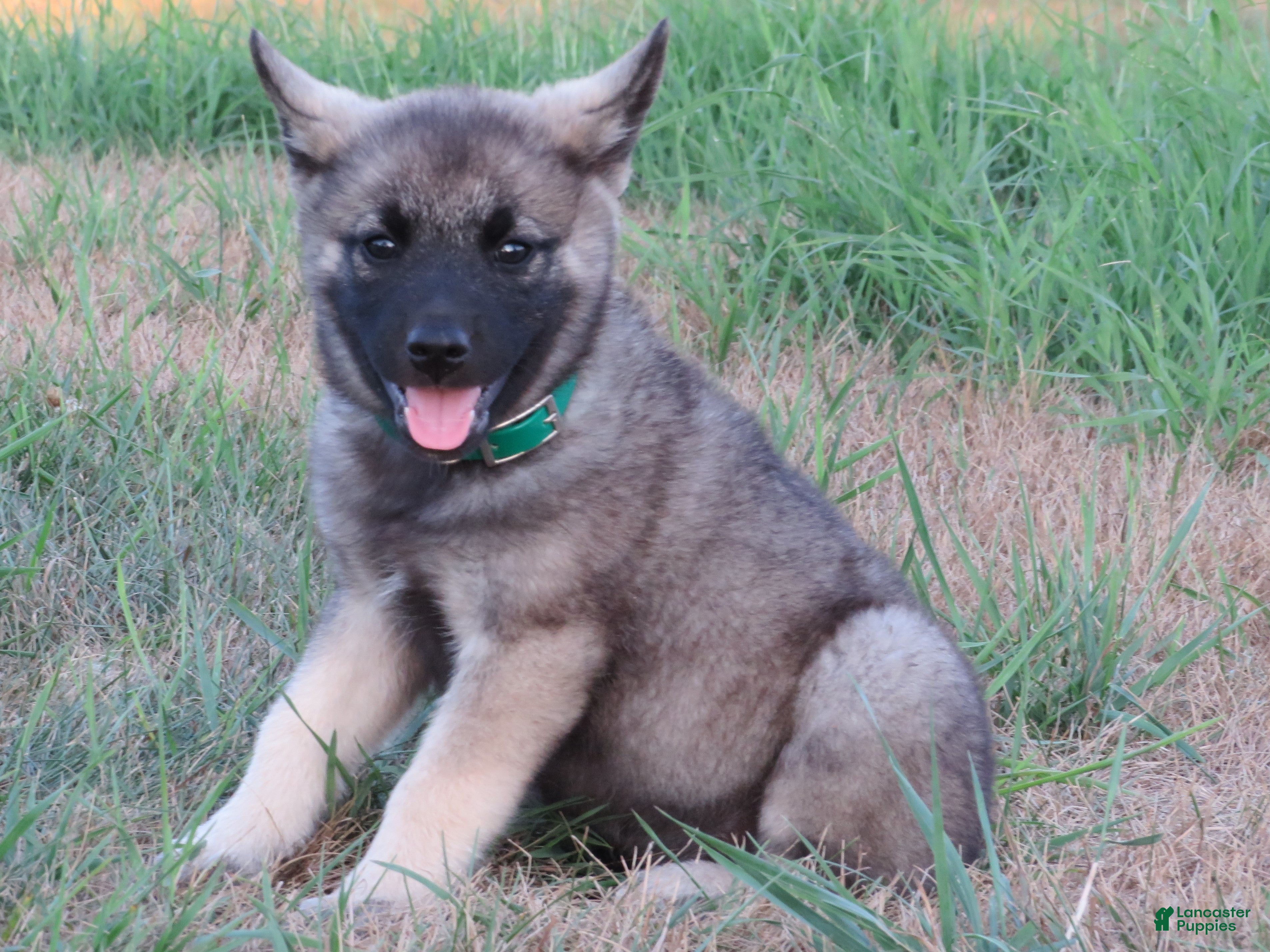 Norwegian Elkhound dogs Oregano - Ad 13