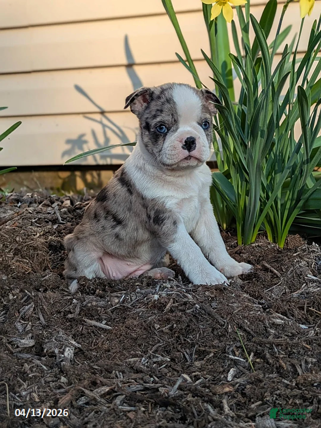 Boston Terrier dogs for sale: Cupcake - Ad 1