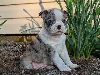 Boston Terrier dogs for sale: Cupcake - Ad 2