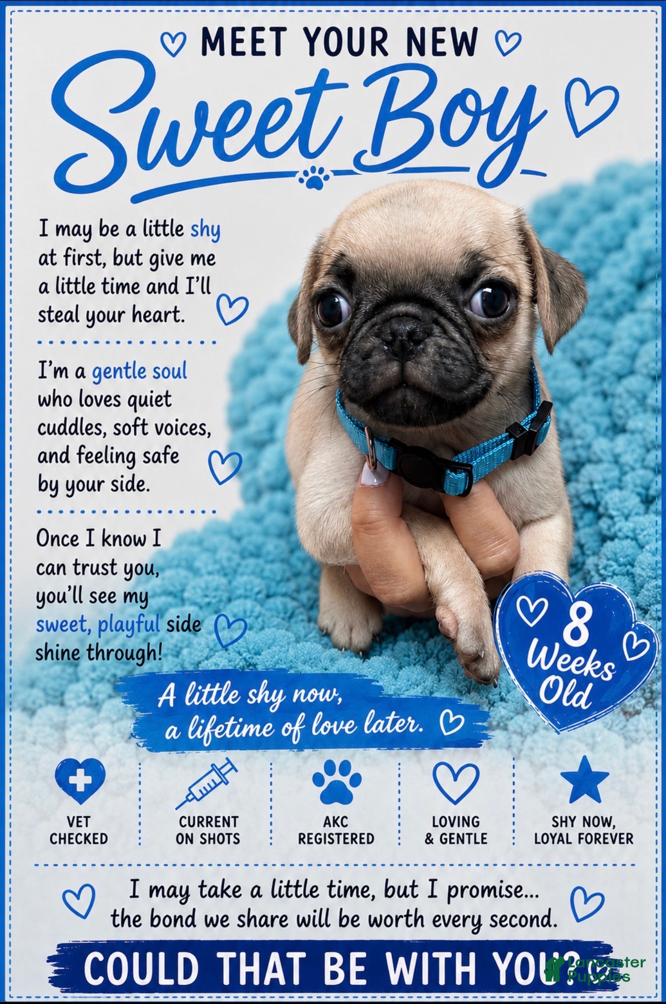 Pug dogs Blue - Ad 17