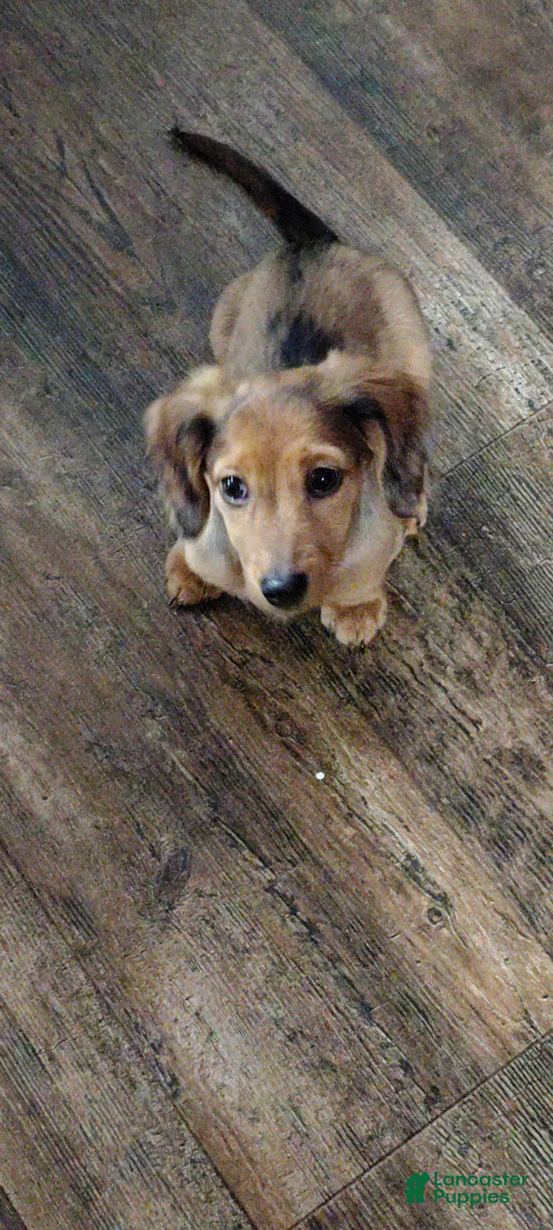 Miniature Dachshund dogs for sale: Miniature Dachshund Puppy 1 - Ad 2