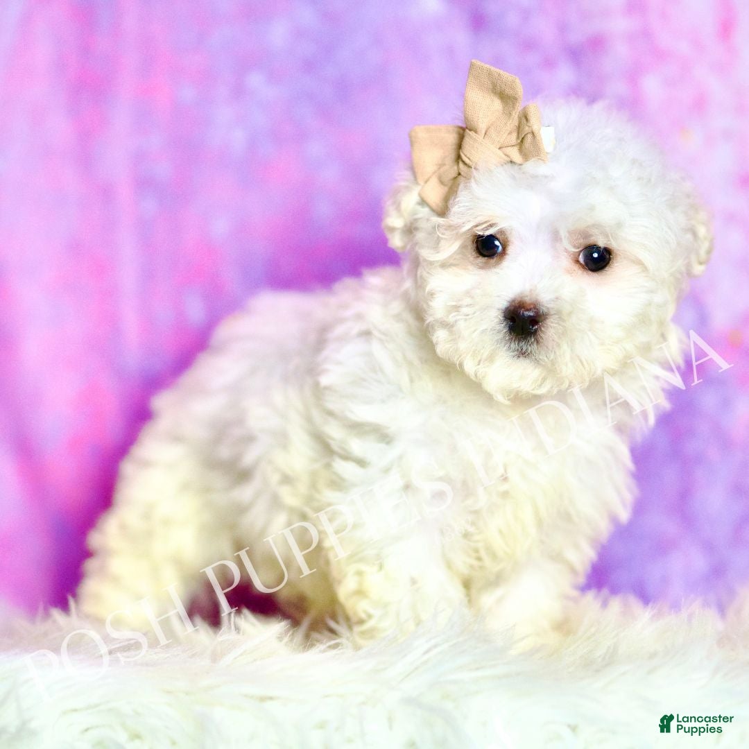 Maltipoo dogs Tweedle - Ad 33