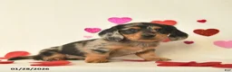 Miniature Dachshund dogs for sale: Oreo  - Ad 4