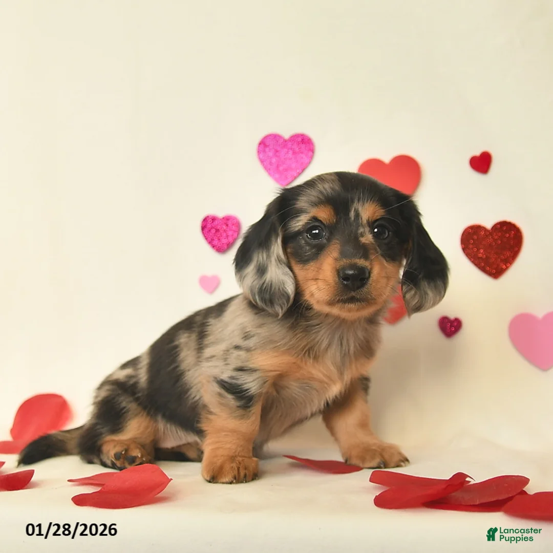 Miniature Dachshund dogs for sale: Oreo  - Ad 4