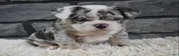 Mixed Breed dogs for sale: Daisy  - Ad 6