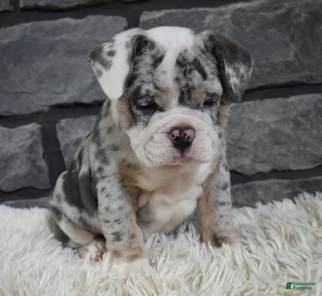 Mixed Breed dogs for sale: Daisy  - Ad 6