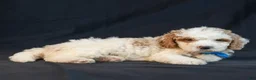 Mini Goldendoodle dogs for sale: Maverick - Ad 6