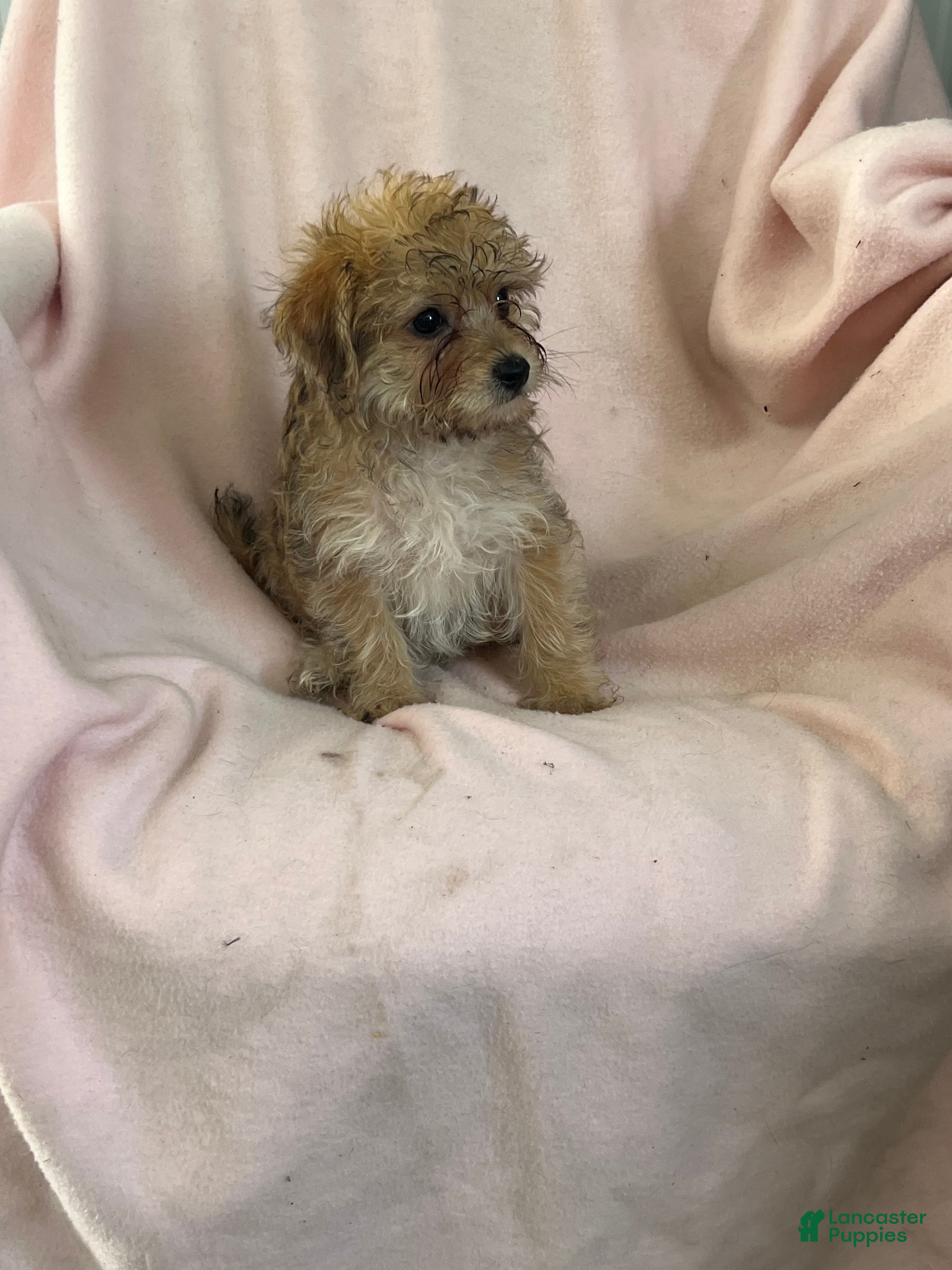 Yochon dogs Debbie Girl - Ad 1