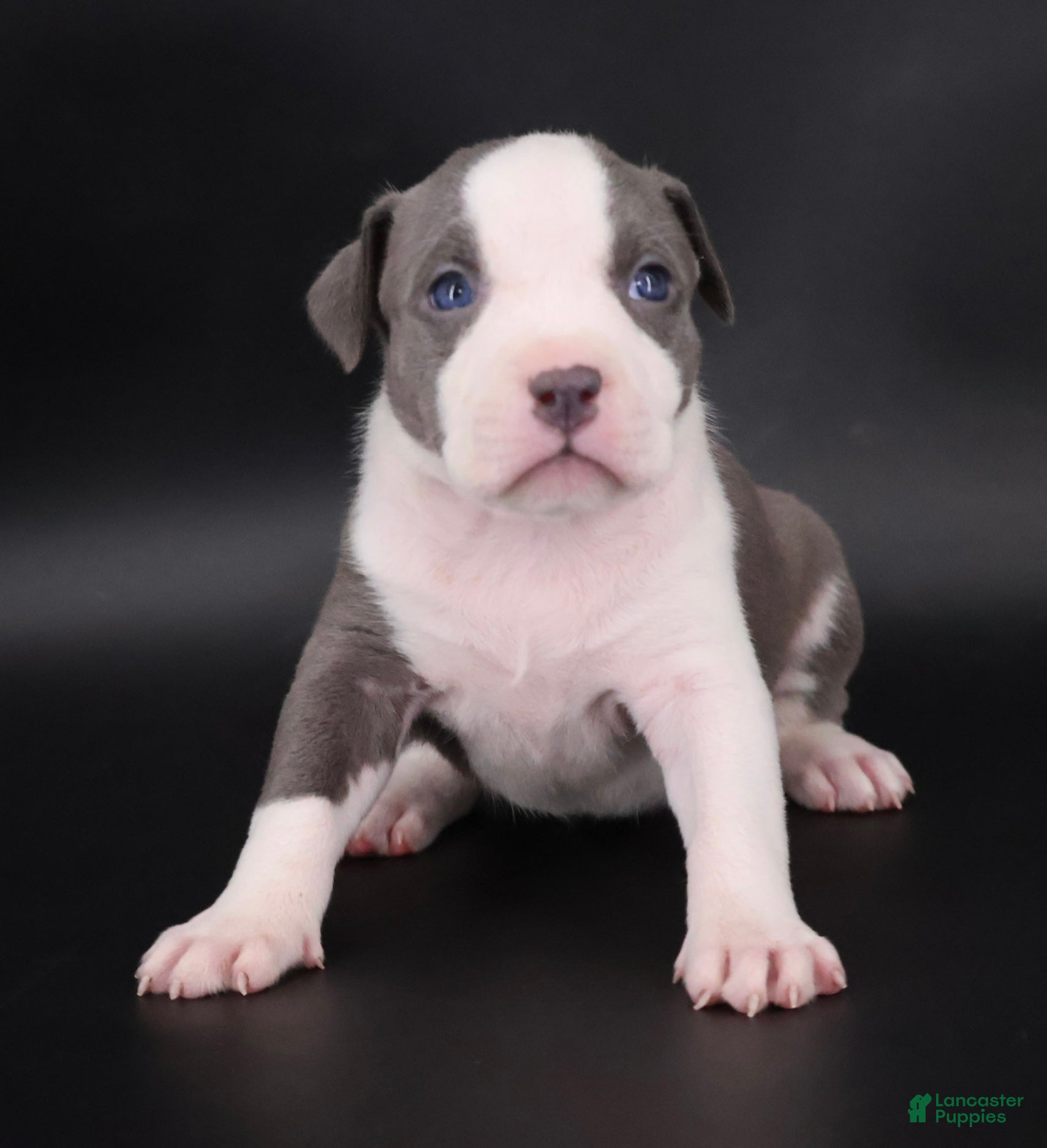 American Bully dogs Judith - XL - ABKC - Ad 1