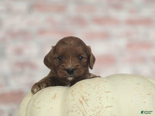 Cavapoo dogs - Ad 27