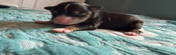 Australian Shepherd dogs for sale: Odessa  - Ad 4