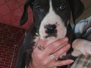 Great Dane dogs Great Dane Puppy 5 - Ad 27