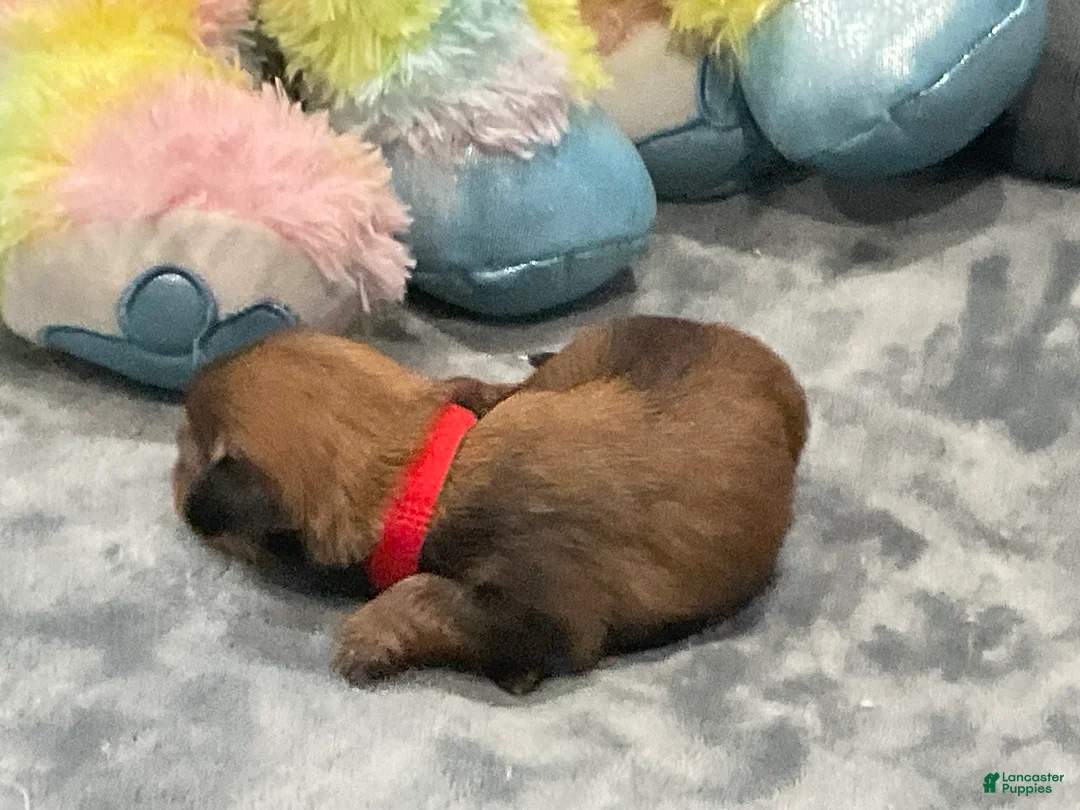 Shorkie dogs for sale: Pauline - Ad 1