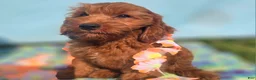Cockapoo dogs for sale: Milan - Ad 16