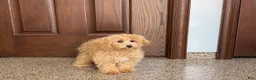 Mixed Breed dogs for sale: Maltipoo/Havanese boy 1 - Ad 13