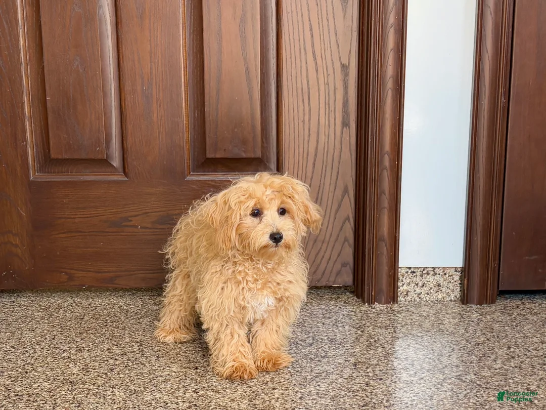 Mixed Breed dogs for sale: Maltipoo/Havanese boy 1 - Ad 13