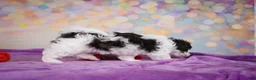 Maltipoo dogs for sale: Trixie - Ad 7