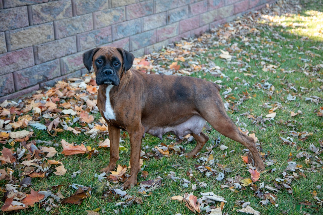 Boxer dogs for sale: Riba - Ad 4
