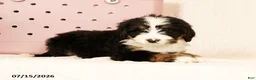 Bernedoodle dogs for sale: Dolly - Ad 3