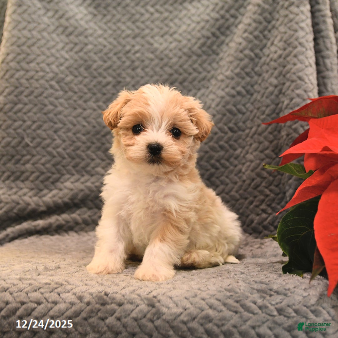 Maltipoo dogs for sale: Carmel - Ad 2