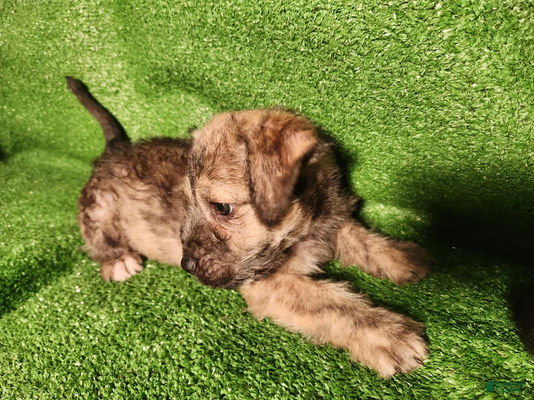 Mixed Breed dogs for sale:  SHE'S Browns Brindle  - Ad 2