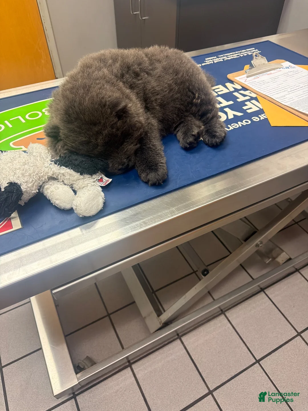 Chow Chow dogs for sale: Chow Chow 1 - Ad 2