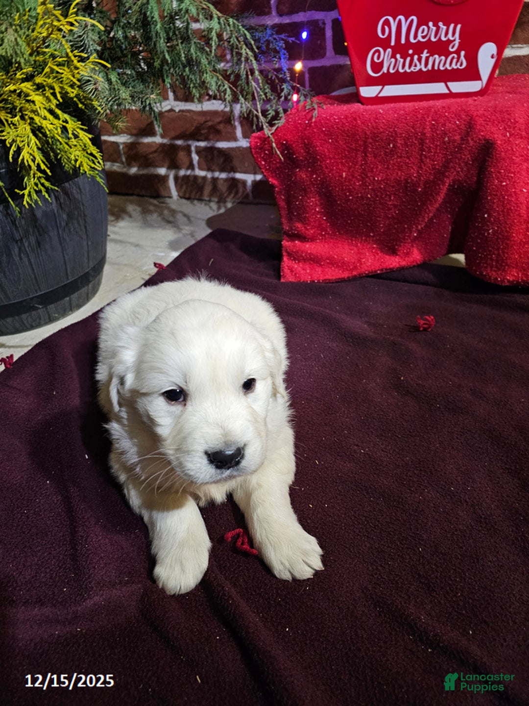Golden Retriever dogs for sale: Kevin - Ad 2