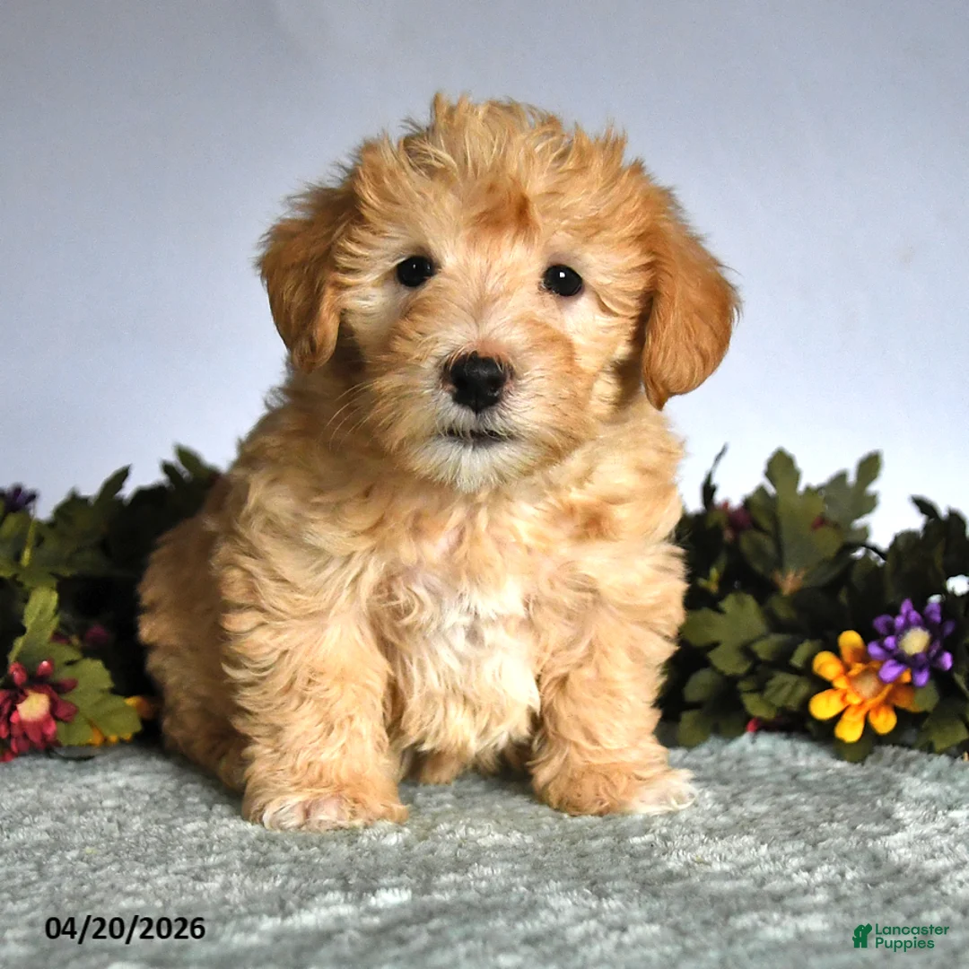 Mixed Breed dogs for sale: Patrick - Ad 3