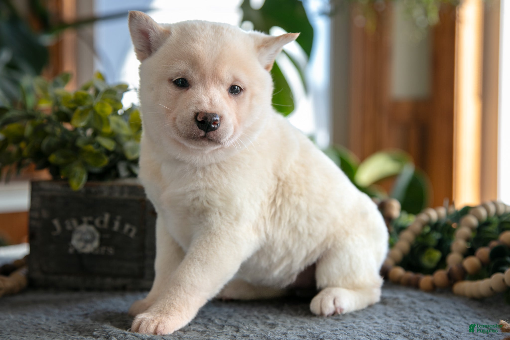 Shiba Inu dogs Muffin - Ad 25