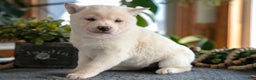 Shiba Inu dogs for sale: Muffin - Ad 1