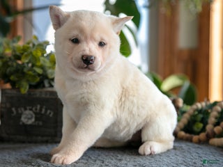 Shiba Inu dogs Muffin - Ad 25