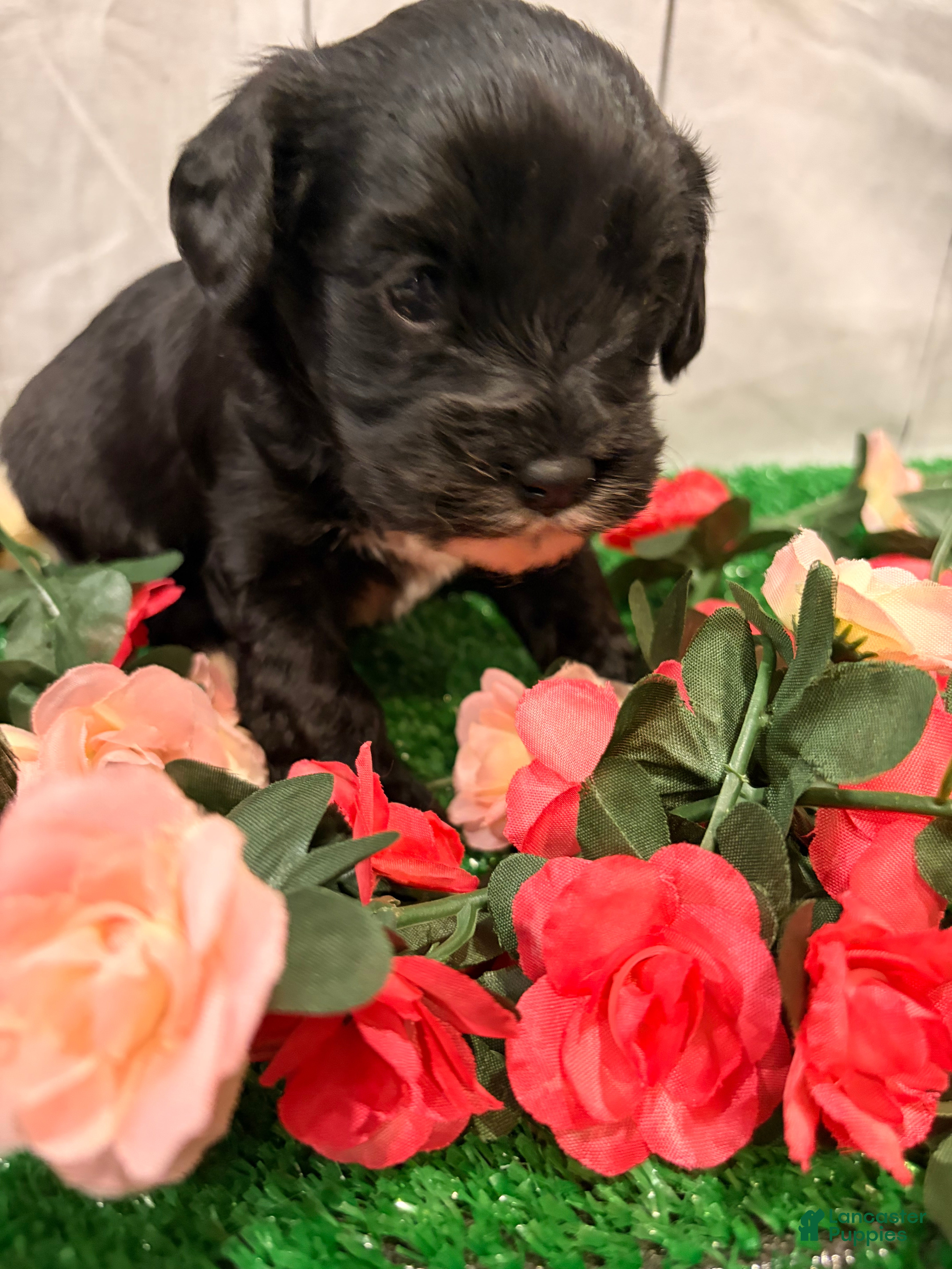 Cavapoo dogs Lucy - Ad 2