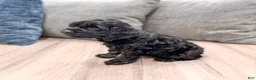 Cockapoo dogs for sale: Jasmine - Ad 4